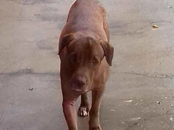 Cachorro ra a Mistura idade  nome Não sei