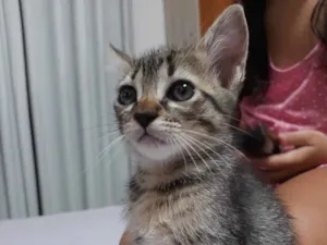 Gato raça deconhecida idade 2 a 6 meses nome Sem nome