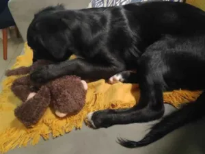 Cachorro raça SRD idade 2 a 6 meses nome Koa