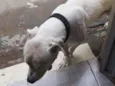 Killer