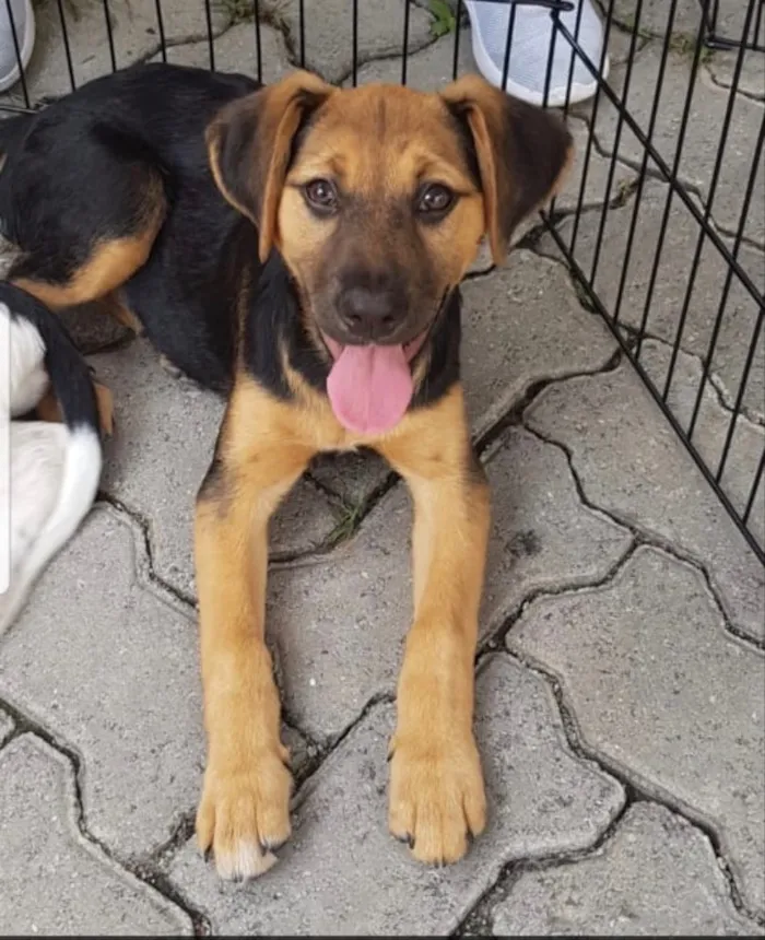 Cachorro ra a SRD idade 7 a 11 meses nome Bellinha