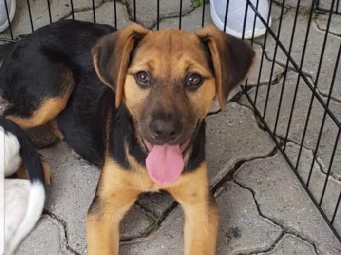 Cachorro ra a SRD idade 7 a 11 meses nome Bellinha