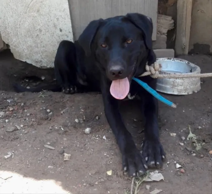 Cachorro ra a Mix labrador idade 1 ano nome Marley 