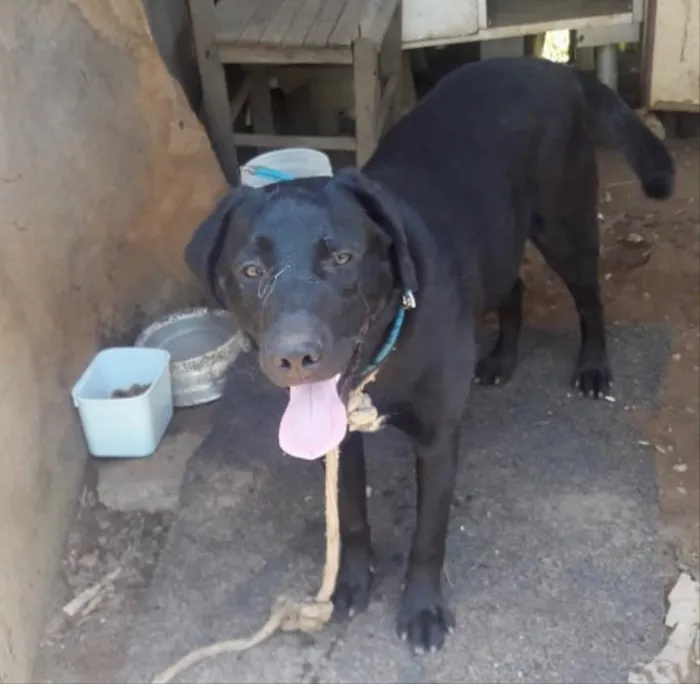 Cachorro ra a Mix labrador idade 1 ano nome Marley 