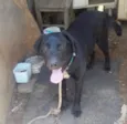 Marley