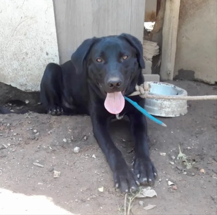 Cachorro ra a Mix labrador idade 1 ano nome Marley 