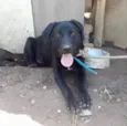 Marley