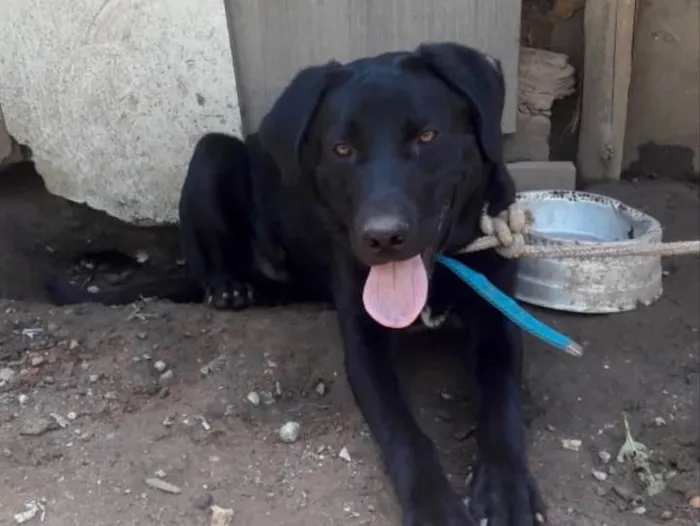 Cachorro ra a Mix labrador idade 1 ano nome Marley 