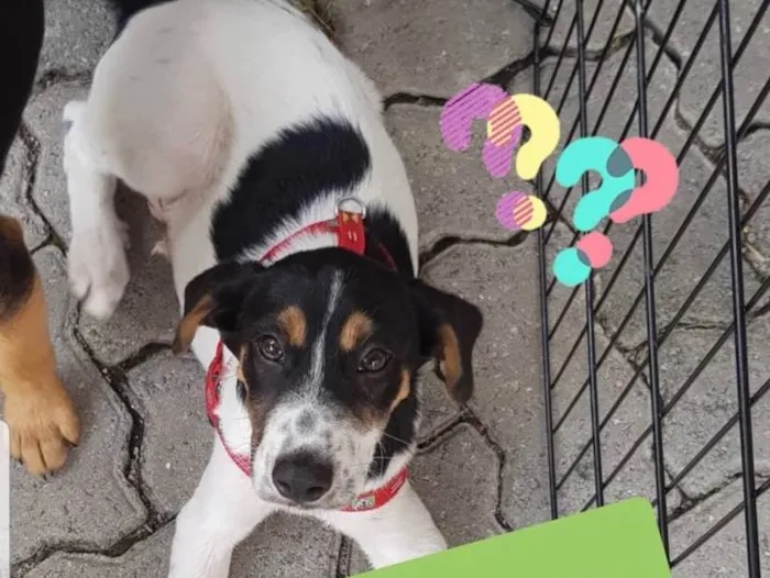 Cachorro ra a Srd idade 7 a 11 meses nome Jorginho