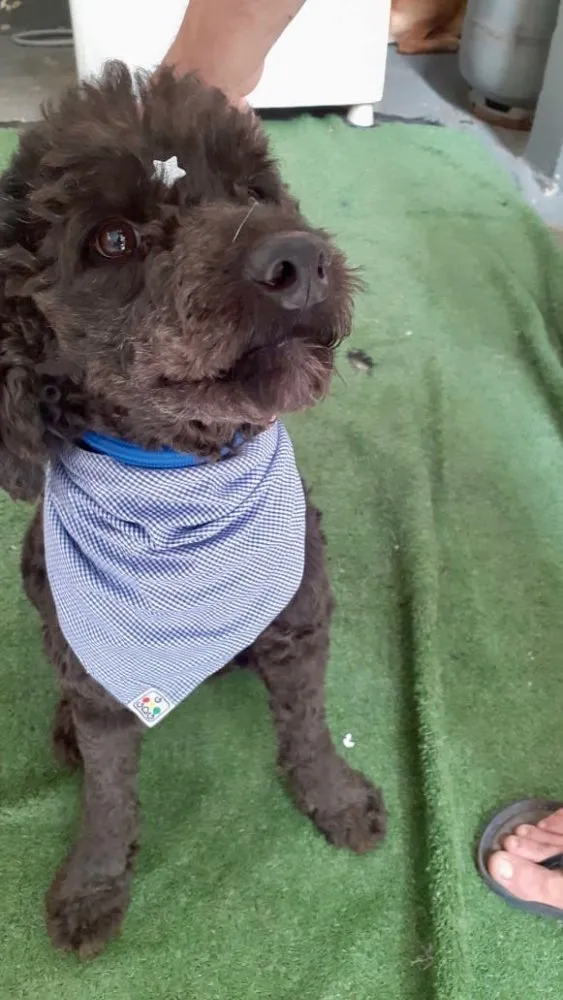 Cachorro ra a Srd idade 2 anos nome Boo