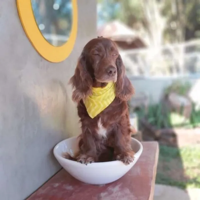 Cachorro ra a srd idade 6 ou mais anos nome Tirsa