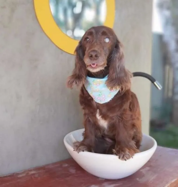 Cachorro ra a srd idade 6 ou mais anos nome Tirsa