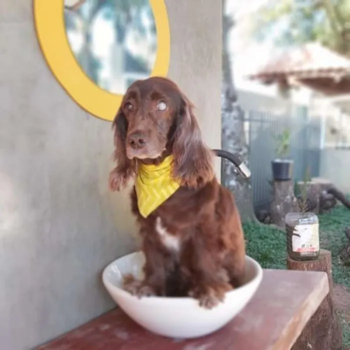 Cachorro ra a srd idade 6 ou mais anos nome Tirsa