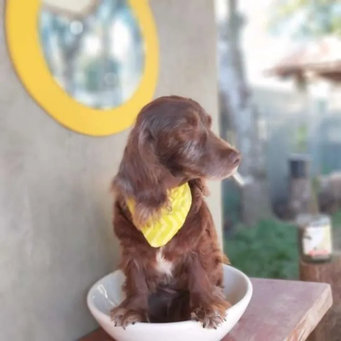 Cachorro ra a srd idade 6 ou mais anos nome Tirsa