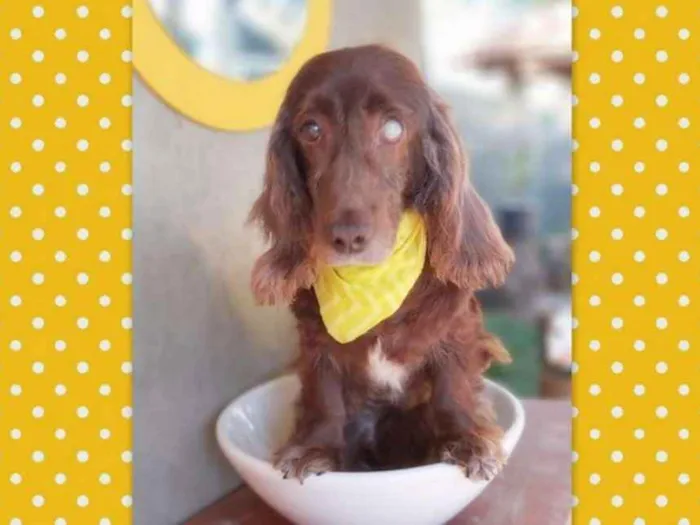 Cachorro ra a srd idade 6 ou mais anos nome Tirsa