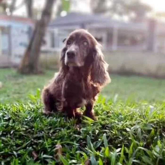 Cachorro ra a srd idade 6 ou mais anos nome Tirsa
