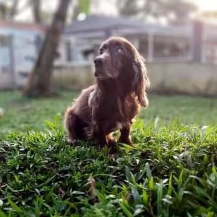 Cachorro ra a srd idade 6 ou mais anos nome Tirsa