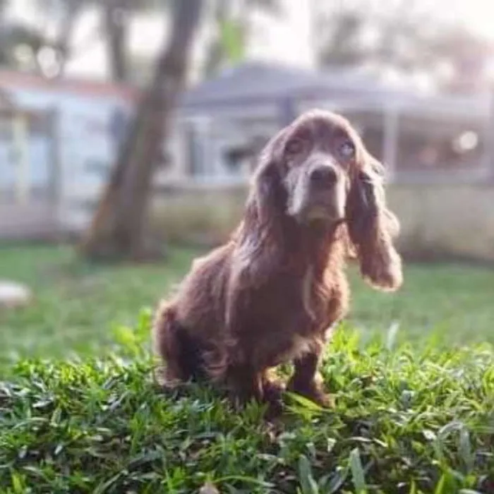 Cachorro ra a srd idade 6 ou mais anos nome Tirsa