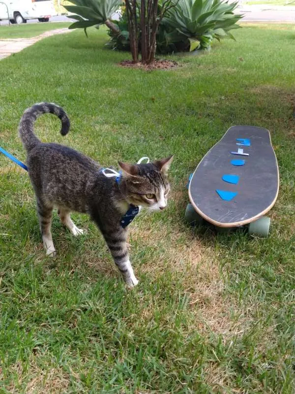 Gato ra a SRD idade 7 a 11 meses nome Lano