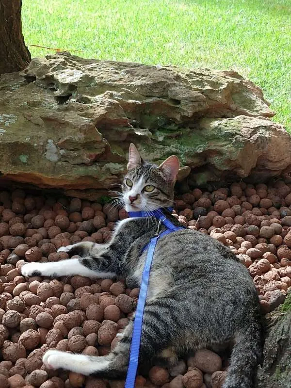 Gato ra a SRD idade 7 a 11 meses nome Lano
