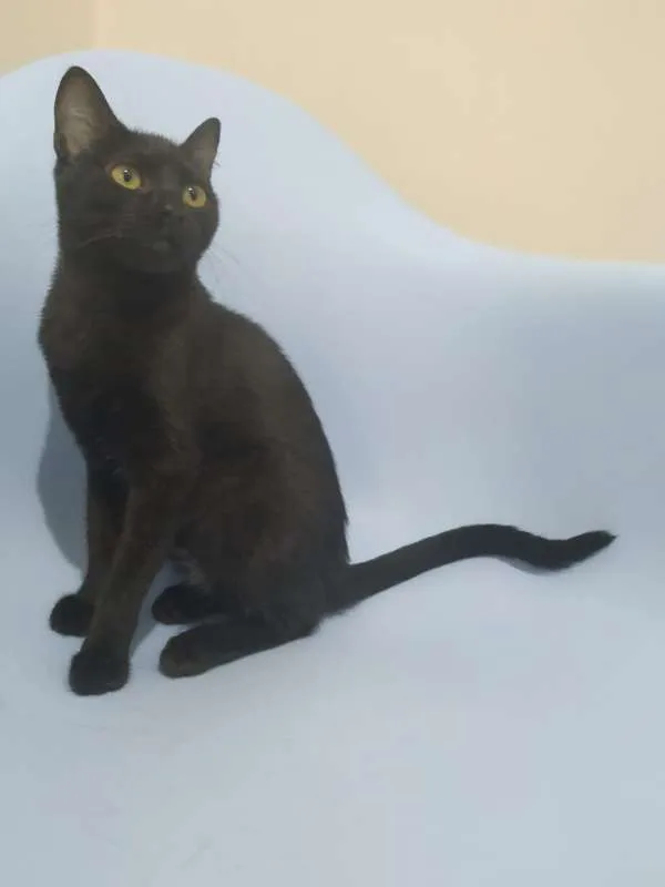 Gato raça SRD idade 2 a 6 meses nome Khadija