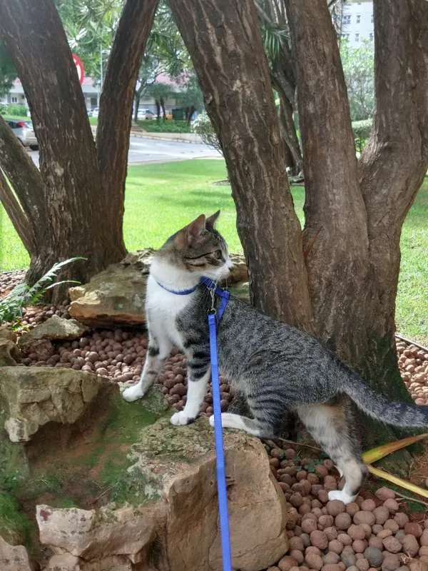 Gato ra a SRD idade 7 a 11 meses nome Lano