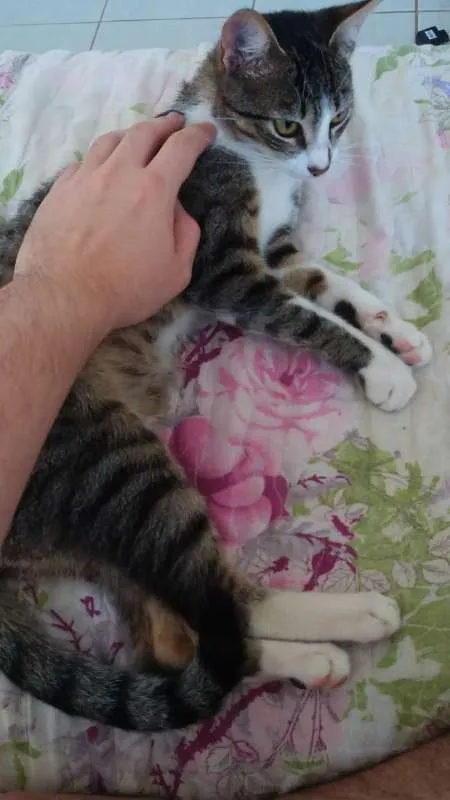 Gato ra a SRD idade 7 a 11 meses nome Lano