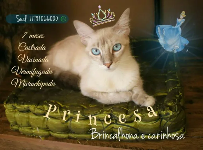 Gato ra a SRD idade 7 a 11 meses nome Princesa