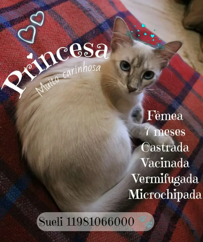Gato ra a SRD idade 7 a 11 meses nome Princesa