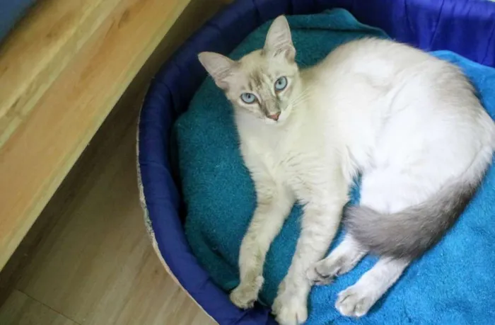 Gato ra a SRD idade 7 a 11 meses nome Princesa