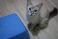 Princesa