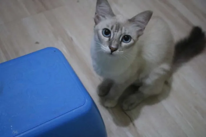 Gato ra a SRD idade 7 a 11 meses nome Princesa