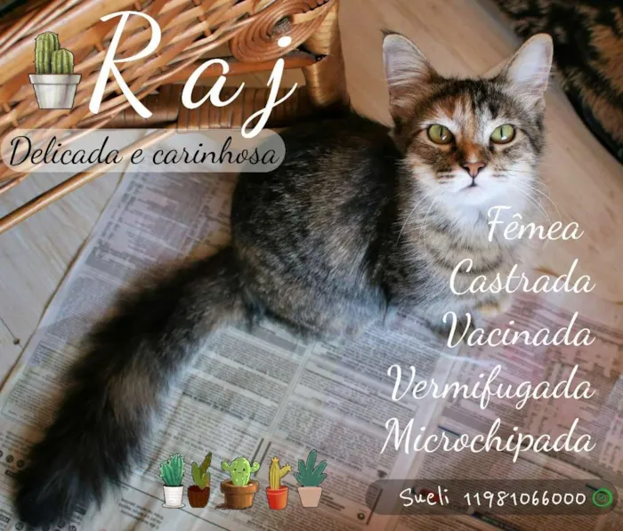 Gato ra a SRD idade 7 a 11 meses nome Raj