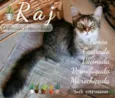 Raj