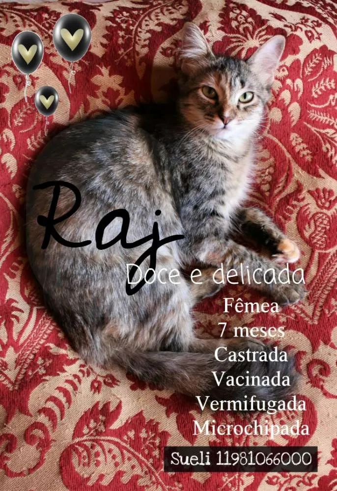 Gato ra a SRD idade 7 a 11 meses nome Raj