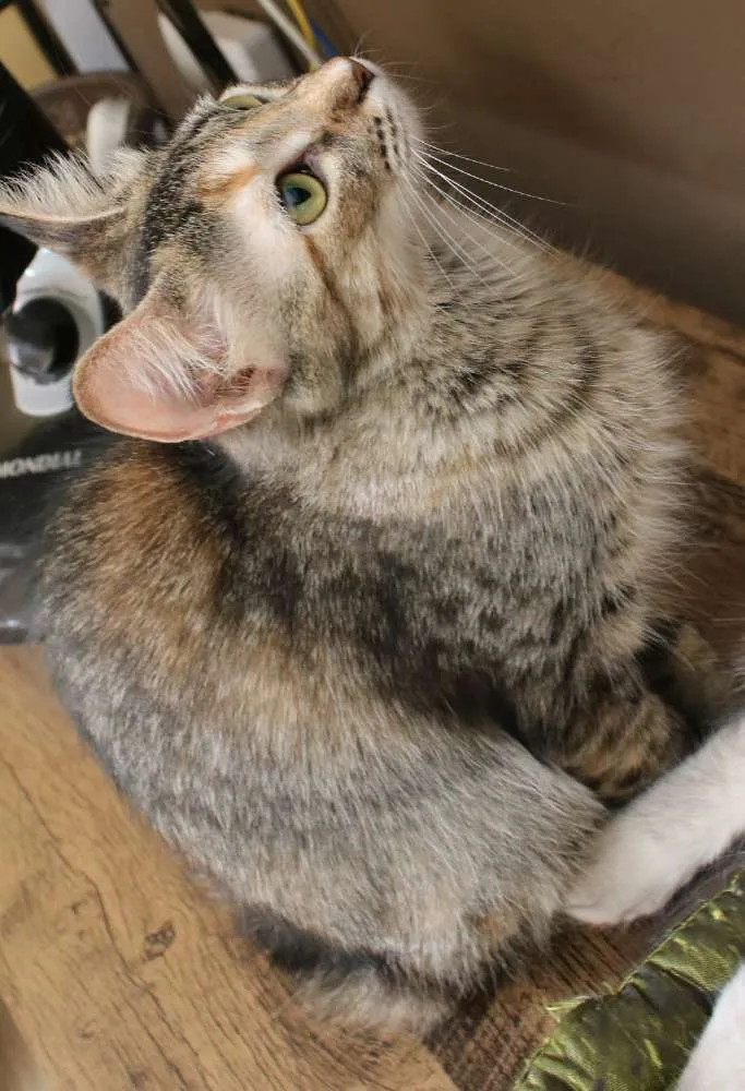 Gato ra a SRD idade 7 a 11 meses nome Raj