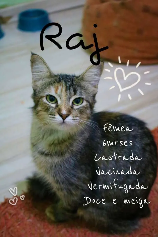 Gato ra a SRD idade 7 a 11 meses nome Raj
