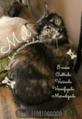 Mel