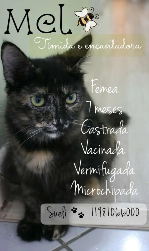Gato ra a SRD idade 7 a 11 meses nome Mel