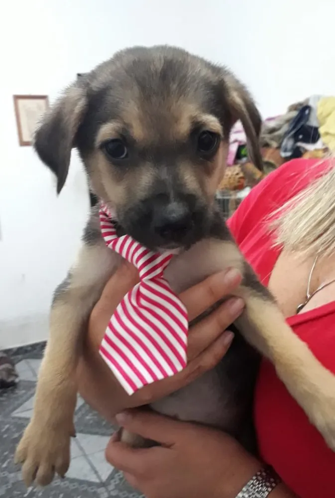 Cachorro ra a Srd idade Abaixo de 2 meses nome Caio Otávio bebê 