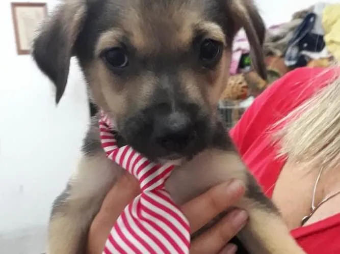 Cachorro ra a Srd idade Abaixo de 2 meses nome Caio Otávio bebê 
