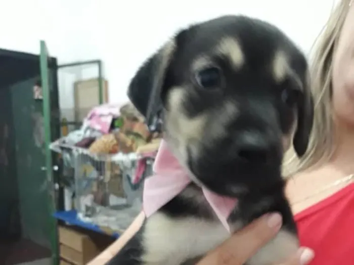 Cachorro ra a Srd  idade Abaixo de 2 meses nome Amelia bebê fofa