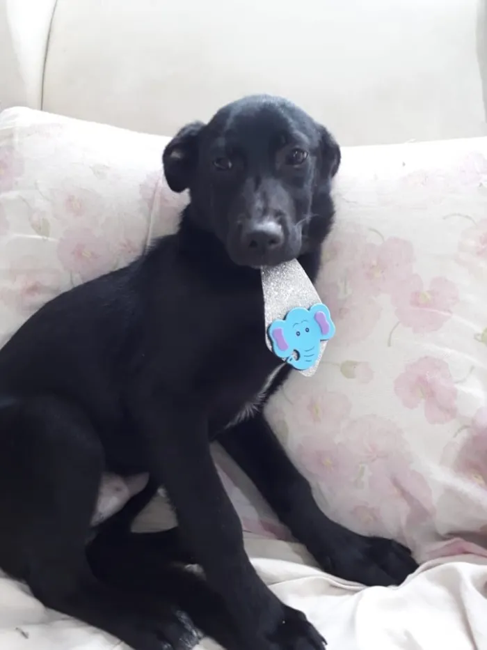 Cachorro ra a Srd  idade 7 a 11 meses nome Bobby lindo bebê 