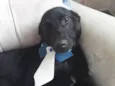 Bobby lindo bebê