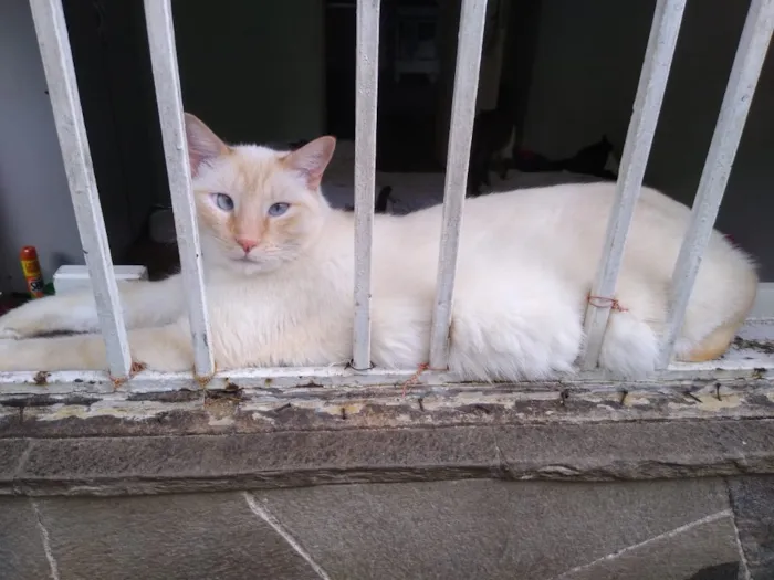 Gato ra a Siames red point  idade 1 ano nome Pepe siames fofo 