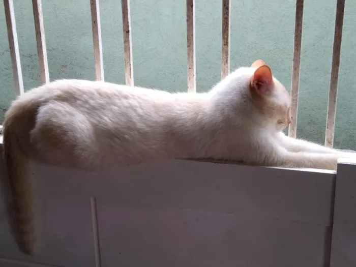 Gato ra a Siames red point  idade 1 ano nome Pepe siames fofo 