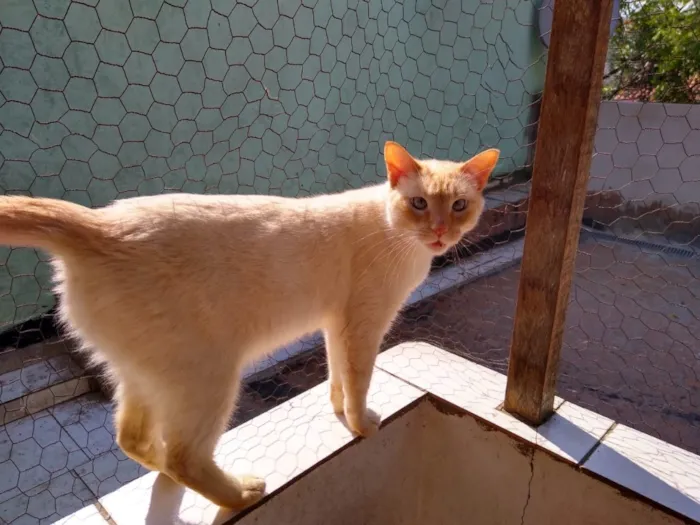 Gato ra a Siames red point  idade 1 ano nome Pepe siames fofo 