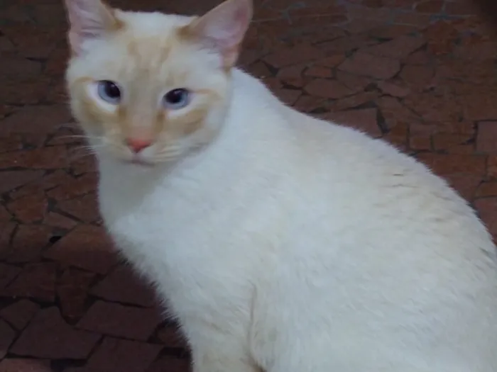 Gato ra a Siames red point  idade 1 ano nome Pepe siames fofo 