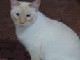 Pepe siames fofo