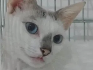 Gato raça Srd idade 1 ano nome Catarina